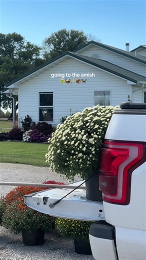 got the most beautiful mums & pumpkins from the Amish last weekend— can’t wait to show you my front porch 🤭🍂 #fallvibes #amish #porchdecor #fallporch #mums