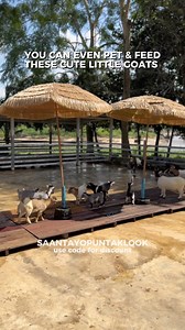 2.3K views · 303 reactions | Explore Waterfalls, Treehouses, Bonsai Garden, Petting Zoo, and more!  Book and Get 5% OFF your Thailand activities using our Klook Code: SAANTAYOPUNTAKLOOK  Dantewada Land of Angels Cafe ✨ #dantewada #chiangmaicafe #chiangmai #thailandcafe #travelph #waterfall #chiangmaicafehopping #thailand #pettingzoo #bonsai #treehouse #chiangmaitrip #saantayopunta #saantayochiangmai | Saan Tayo Punta | Facebook