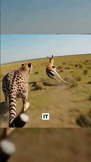 The Fastest Animals on Earth #facts #wildlife #animalfacts