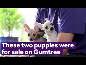 These two puppies were for sale on Gumtree | Mayhew