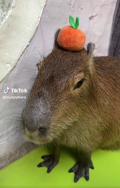 Capybara: human is annoying. 🤣🤣🤣#capybara #capybaratiktok #wildlife #fyp #animallover #pet #petsoftiktok #animals #asmr #funny #asmrsounds #zoo #chill #annoying #meme