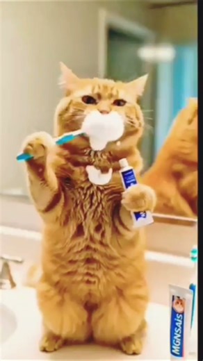 🤣“The cat made the mirror dirty.”#funny