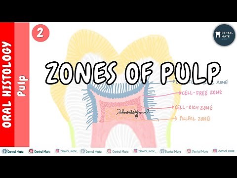 Zones of pulp | Odontoblastic zone | Zone of Weil | Zone of Rinnagio | Pulp core | Dr Paridhi