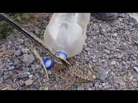 マムシの正しい捕まえ方