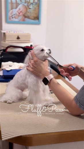 Grooming Maltese 🤩 #pets #cute #korea #puppy #teacup #doglife #korean #maltese