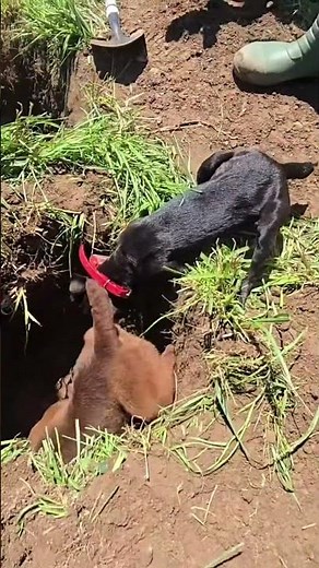 WOW DOG IS BOLD DIVES IN HOLE HEAD FIRST FOR GROUNDHOG #viral #hunting #shorts #viral #trending #dog