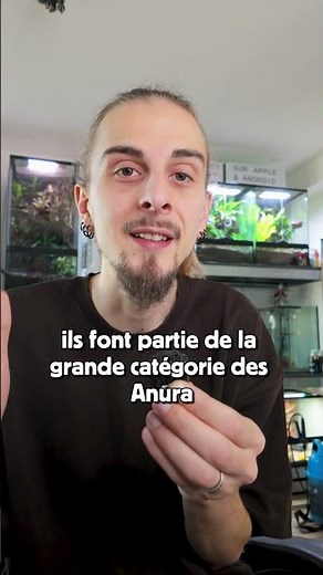 La différence entre le crapaud et la grenouille !