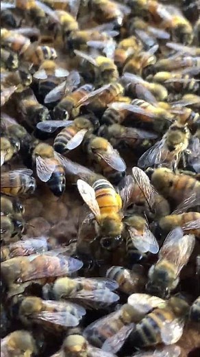 Worker Bees Filling Cells 🐝🍯 | Pollen Storage in the Hive