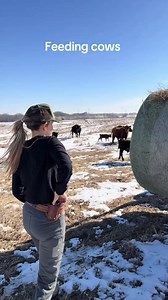 Unrolling hay for my cows agtalkwithalex missouri rancher farmtok cowtok ranchlife ❤ #cattle #bredheifers #longlivecowgirls #Morning #fyp #GoodDay #cool | Jack H.