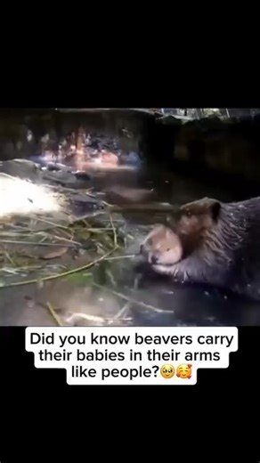 beaver on Instagram: "Beavers are caring parents and often carry their young with surprising tenderness. It’s not unusual to see a beaver cradling its kit in its forelimbs, almost like a human would hold a baby. This gentle act showcases their strong parental bond and protective instincts, keeping their kits safe while navigating water or moving around their environment. It’s a common and heartwarming display of how nurturing and attentive these industrious animals can be. Credit unknown Please
