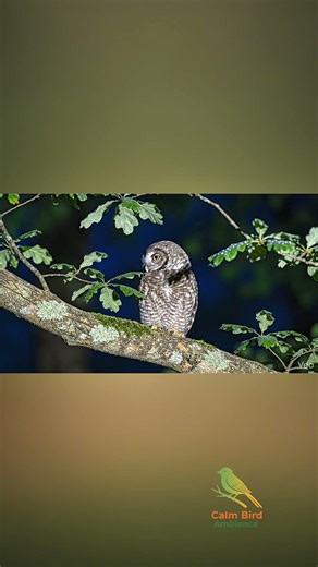 Night Bird Sounds 🌙 | Calm Bird Ambience #nightbirds #birdsounds #calmbirdambience #relaxingaudio