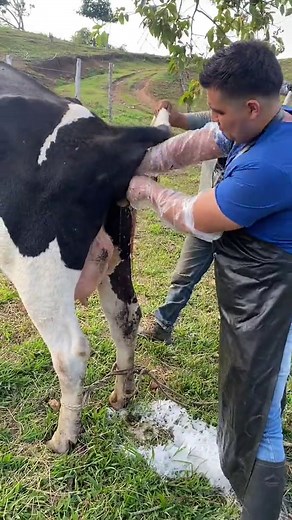 Fases del Parto en Vacas: Proceso Natural y Asistencia