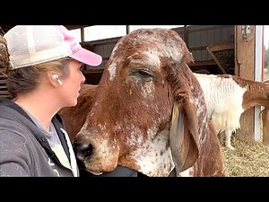 Rejected bull just wants to be everyone's friend