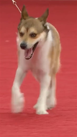 Can you ID these rare breeds? 🤔 See them light up the red carpet at the AKC National Championship when the show airs this weekend! 📺 ABC | 12/28 | 12PM ET | American Kennel Club