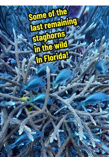 These corals are functionally extinct in the Caribbean and around Florida! Luckily a few have survived somehow magically! Hopefully we can figure out what the heck is going on here and replicate the success elsewhere! #RelaxingVideo #Relaxing #ASMR #coral #LionfishExtermination @Alex Borsutzky @Nathaniel Sorensen @ZooKeeper