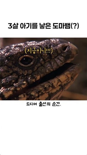도마뱀(?)의 놀라운 출산 스토리