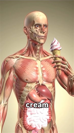 3D animation: lce Cream digestion process Explained #shorts