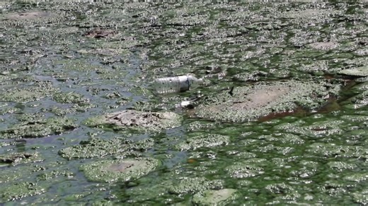 Toxic algae in Florida: Scientists warn of hidden dangers