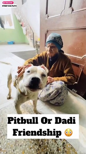 73K views · 3.1K reactions | Pitbull Or Dadi Friendship Street Dog Pluto #minivlog #cat #funny #dog #dogs #streetdogpluto #reels #street_dog_pluto #trending #Street_ #pet #pluto #trending #dogtraining #pluto #cats #viral | Street Dog Pluto | Facebook