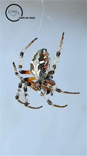 ANTS OF CHILE Empresa de Entomología y Biotecnología | Metepeira sp. ARANEIDAE ARANEOMORPHAE Araña tejedora de los cercos. #metepeira #arañatejedora #antsofchile🇨🇱 #insectosdeantsofchile... | Instagram