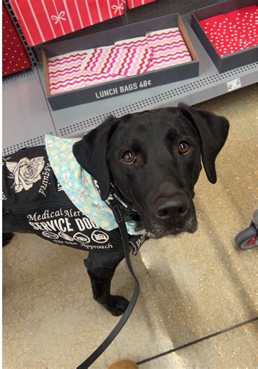Riot loves to work — service work, dock diving, agility, you name it! 🤩 #dogsofttiktok #servicedog #dockdiving #agility #labrador
