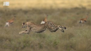 Gepard zrychlí z nuly na 100 km/h za méně než tři sekundy. Jak je to možné? Dokument Gepard: Rychlost jako zbraň najdete tady → bit.ly/gepard_rychlost | Prima ZOOM