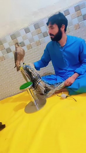 Training a Falcon: Harness Preparation Explained