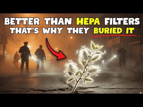 The "Messy" Tree That Ended Allergies (Why Was It Banned?)