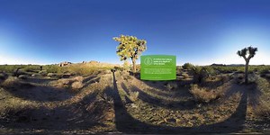598K views · 2.6K reactions | What’s the most unique tree you’ve ever seen? Hike through Joshua Tree National Park and you’ll see thousands. #StartWithHealthy | Humana | Facebook