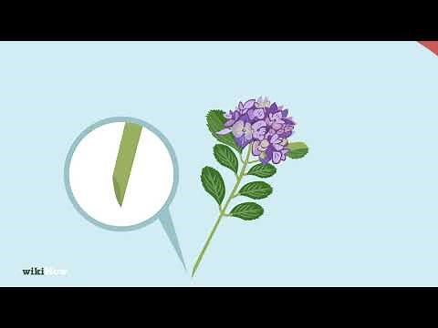 How to Cut Hydrangea Blooms