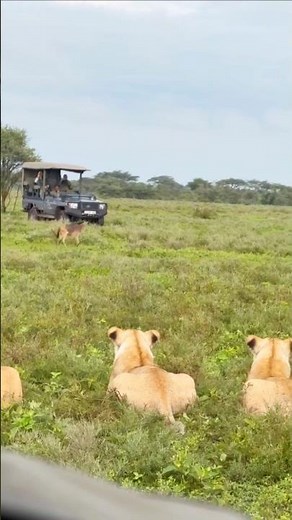 Young Animal Encounters a Pride of Lionesses | A Real Moment From the African Wild | #wildlife