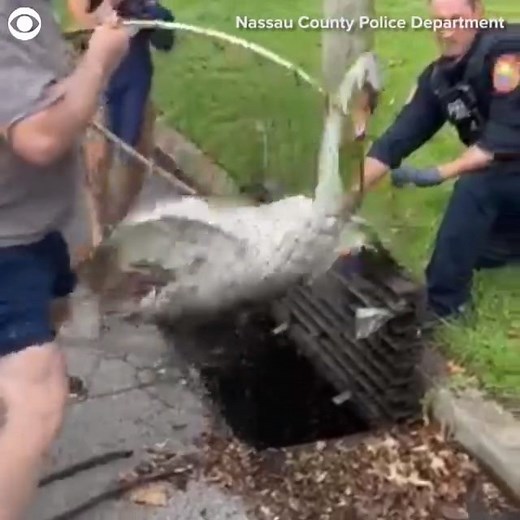 SWAN RESCUE: Police and wildlife experts saved this trapped swan in Merrick, New York Wednesday (9/2). The Nassau County Police Department said the swan was found after a five-year-old girl “heard a strange noise coming from a storm drain nearby.” | CBS Newspath