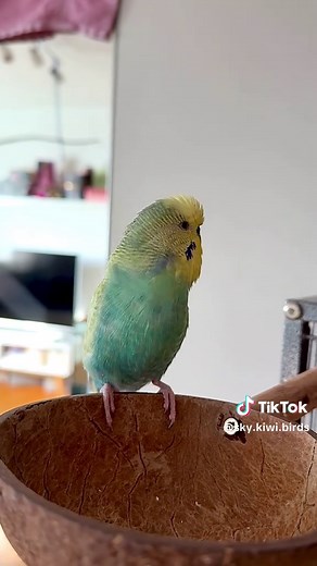 What Is That? Cute Budgie in Action!
