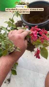 Bougainvillea flowering tip.#bougainvillea #summerfloweringplant #ytshorts #trending #garden #viral