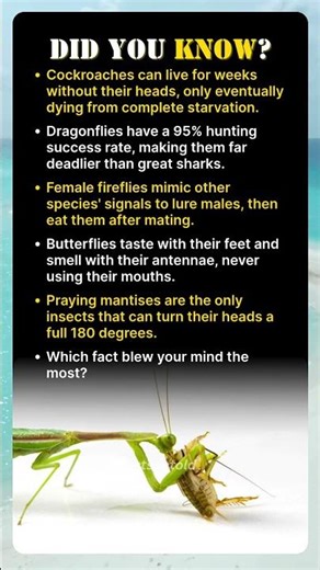 Bugs Are More Terrifying Than You Think