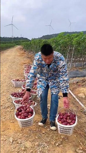 Fresh Natural Figs Farming Harvesting #Agriculture #Fruit #FruitFarming #FruitHarvest #Farmer