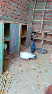 Peeli Ankh ka kalduma Joda 🕊️🕊️🕊️👍 #fbreels #viralreels #viralshorts #kabutar #osafkhan Osaf Khan | Osaf Khan