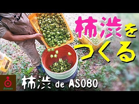 【柿渋 de ASOBO】柿渋（かきしぶ）をつくる