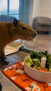 Both of our capybaras get a variety of foods in their diet! In the wild, capys primarily feed on grass and aquatic vegetation. We provide small amounts of vegetables for added micronutrients, taking care to limit their sugar intake. They also get supplemetal vitamin c as capybaras and their cousin guinea pigs can be prone to scurvy! #capybara #capybaras #animals #animalfacts #learnsomething #breakfast #animalseating #wildlife #asmr | Dark Wings Wildlife & Education