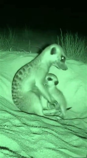 Meerkat Family vs Jackal — The Sentry Falls 🦊🐾