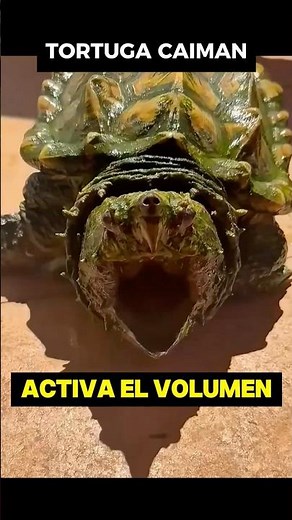 Listen to the sound of the alligator snapping turtle