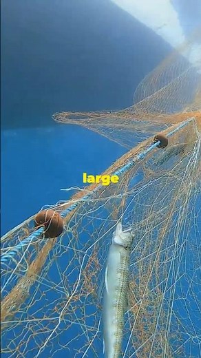 How A Cast Net Works 🤔