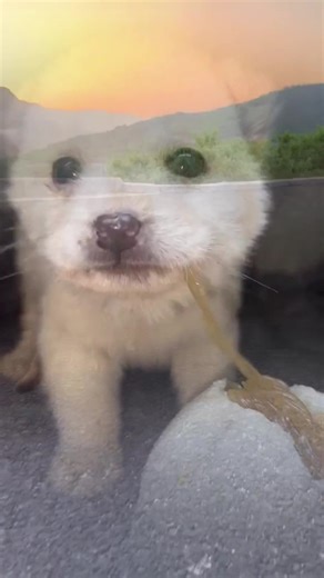 #dog #dogs #fyp #tiktok | dog