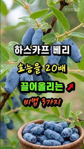 3 Secrets to Boosting Haskap Berry Benefits by 20x
