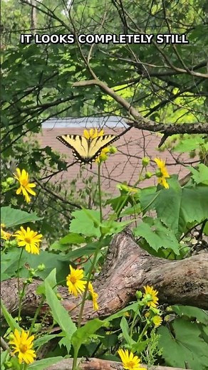 This Butterfly Vanished in One Second! 👀🦋