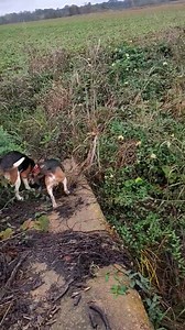 Here at Catron's kennel, the beagles are on a mission. | Catron's Kennel