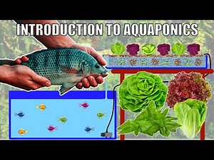 FREE Introduction To Aquaponics Webinar