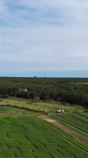 The field crew is hard at work harvesting this year’s bounty of squash and pumpkins - about 64 varieties if you count gourds, specialty pumpkins, and winter squashes! A portion of the crop can be seen Between the Forks in the Land Bank–owned Norton Fields Preserve, visible from both Katama Road and Herring Creek Road. The other half is being harvested at Rocky Top, closer to the farmstand. We’ll be sharing more videos soon to highlight some of the standout varieties we grow here at Morning Glory