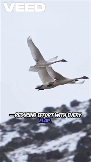 Geese Fly in a V-Formation to Save Energy 🪶✈️