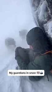 was shivering uncontrollably, so they became my blanket 🐺❄️ extreme cold, hypothermia can set in within minutes. Wolves have a survival instinct called "Social Sleeping" where they pile together to share body heat. In this moment, they didn't see a human; they saw a pack member who was losing heat. They surrounded me, shielding me from the wind and raising my body temperature. They didn't just cuddle; they protected me. Do you think they knew I was cold? 👇 #SurvivalStories ​#WolfRescue #Miracl